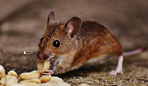 24 Hour & Emergency Exterminators in Dayton, VA